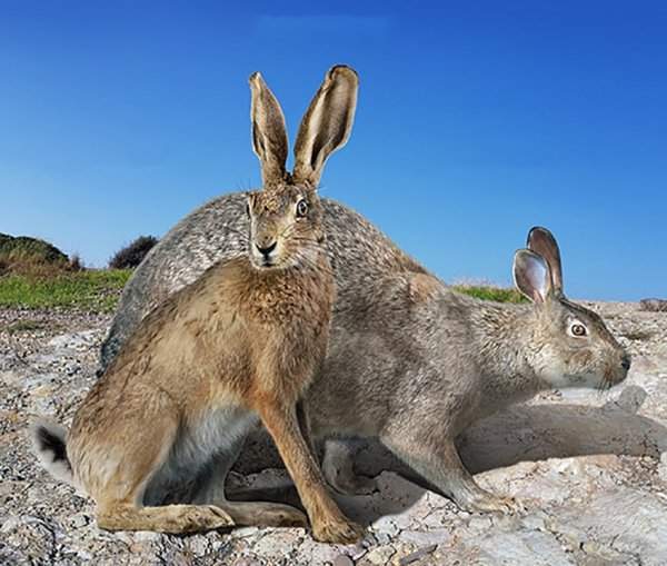 Заяц-русак и вымерший гигантский меноркский заяц