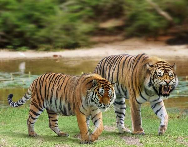 Сибирский тигр и вымерший нгандонгский тигр