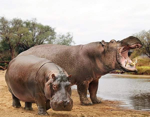 Бегемот и вымерший гигантский бегемот (Hippopotamus major)