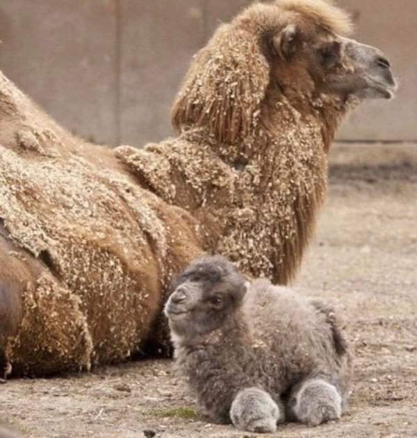 Взрослый и новорождённый верблюд