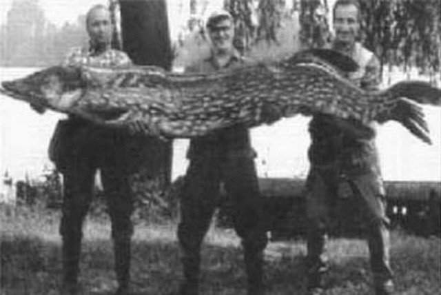 Самую большую щуку в России поймали в озере Ильмень в 1930 году.
