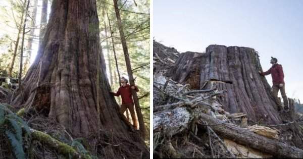 До и после вырубки старого леса в Канаде