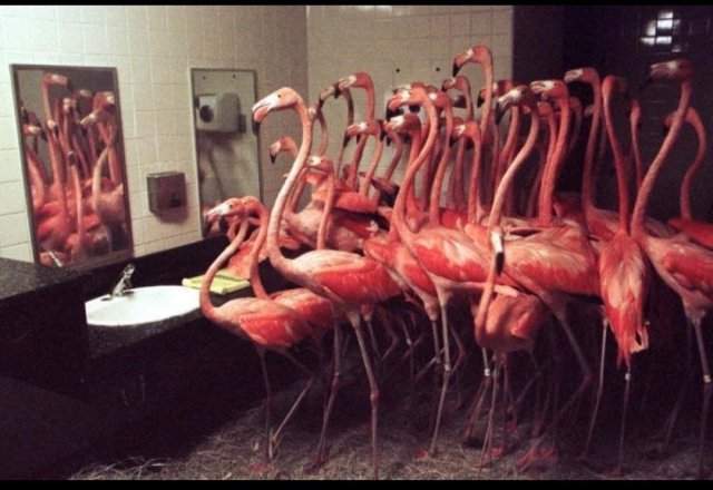 Фламинго пepeжидают ураган Эндрю в тyaлете зоопарка Майами, 1992 год, США.