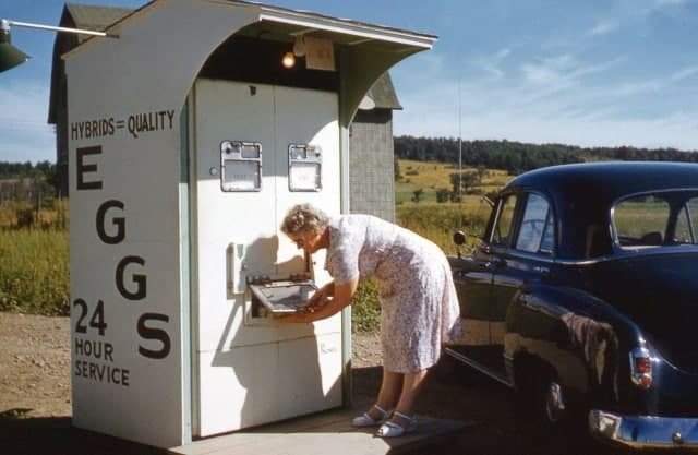 Автомат по продаже куриных яиц, 1955 год.