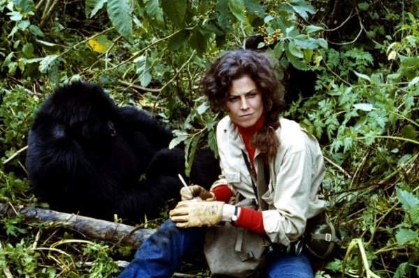 Сигурни Уивер училась «говорить на языке горилл» для фильма «Гориллы в тумане» (1988)