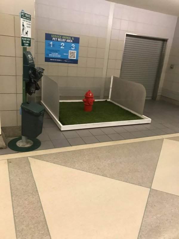 Специальное место, где собаки могут сходить в туалет