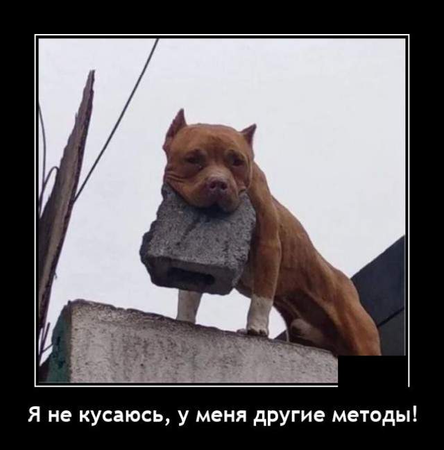 Демотиваторы 10 августа 2021 года