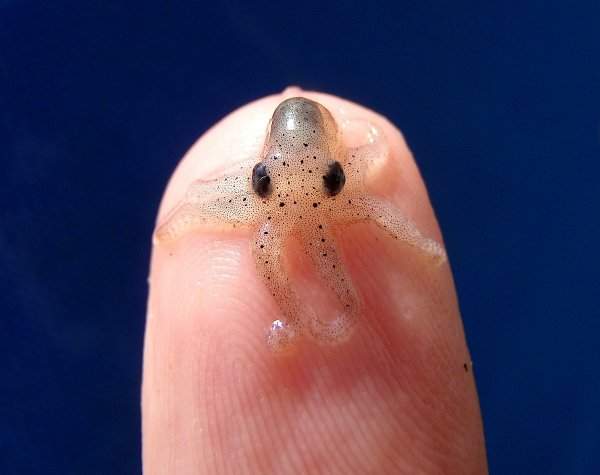Как выглядит детёныш осьминога