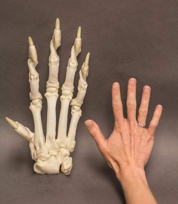 Скелет лапы тигра и человеческая рука