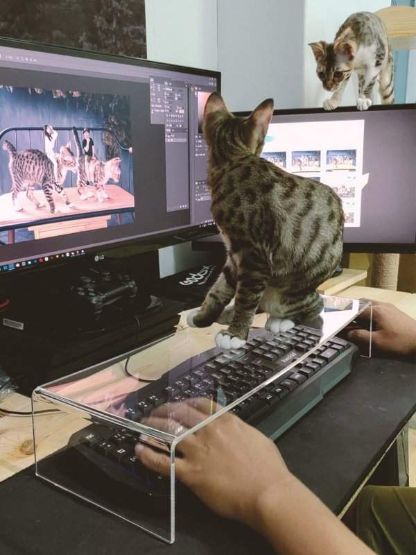 Защита клавиатуры от назойливого котика