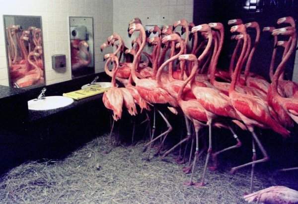 В 1992 году работники зоопарка Майами поместили 30 фламинго в ванную комнату, чтобы защитить их от урагана Эндрю