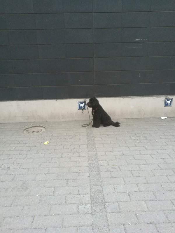 В Финляндии есть парковочные места для собак возле супермаркета