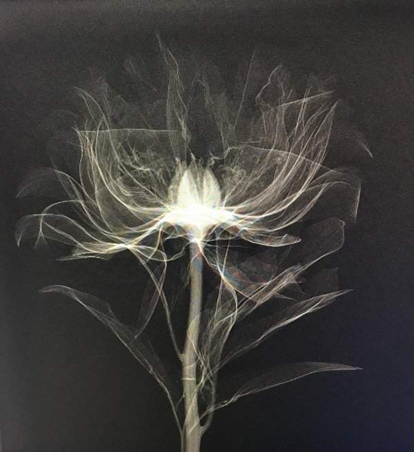 Рентгеновский снимок пиона сорта «Пинк Гавайан Корал»
