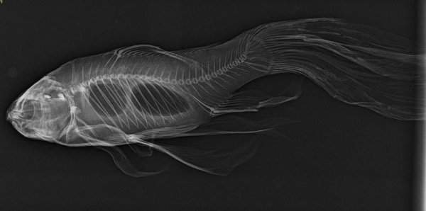 Рентген золотой рыбки