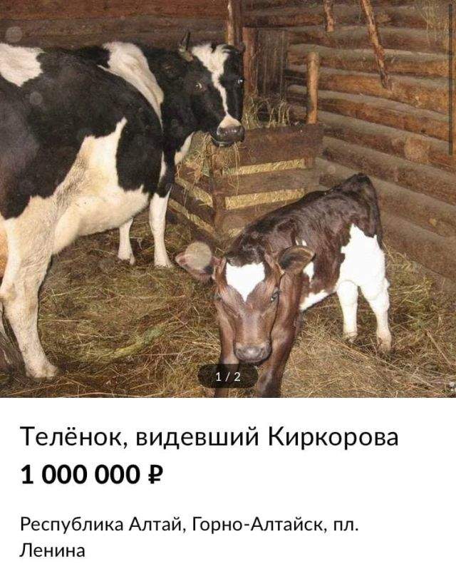 теленок за один миллион рублей