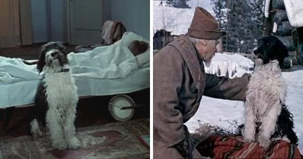 Пёс по кличке Дружок появлялся и в фильме «Сказка о потерянном времени», и в «Морозко»