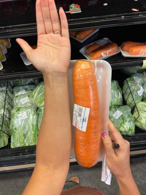 Огромная морковь в сравнении с рукой человека