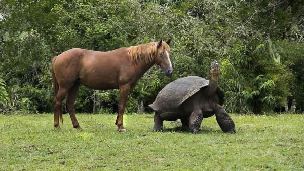 Размер Галапагосской гигантской черепахи по сравнению с размером лошади