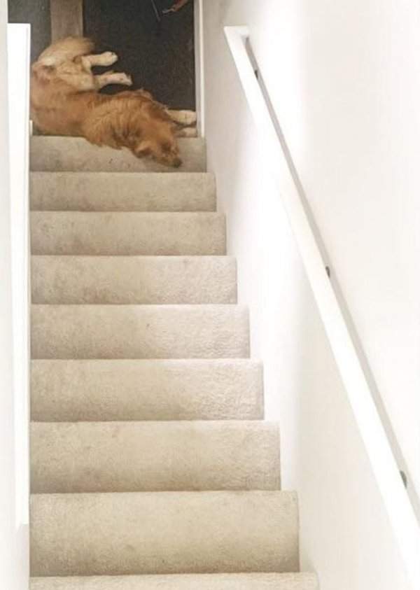Сфотографировал свою собаку, и теперь никто не может понять — это верх лестницы или низ?