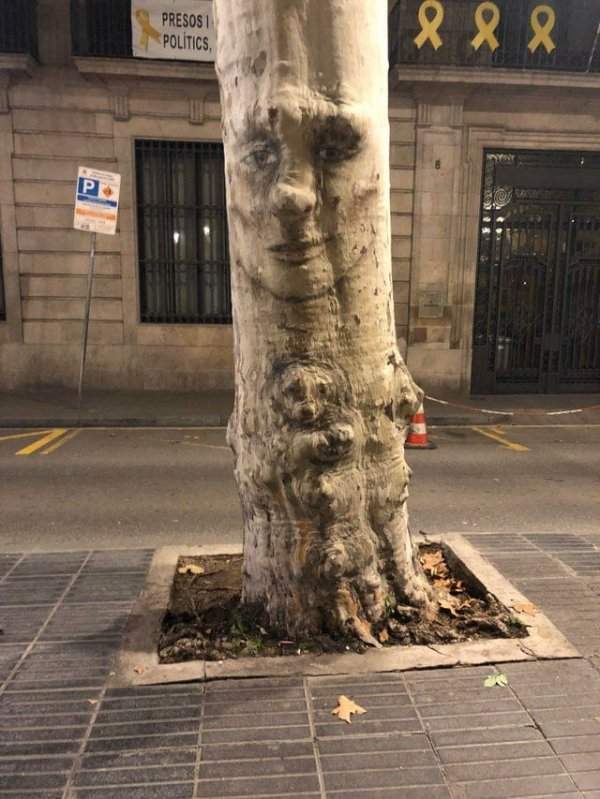 В Барселоне увидел дерево, у которого есть лицо