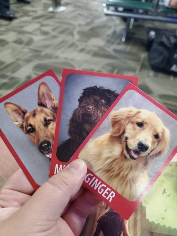 В аэропорту Рино есть собачки, с которыми можно поиграть, а потом купить карточки с их фото