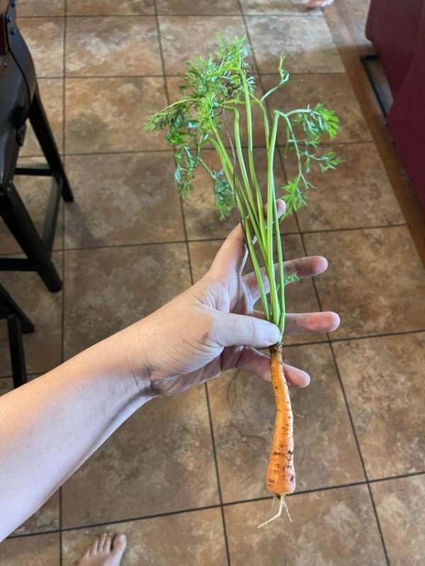 Морковка перепутала, какой стороной нужно расти вверх
