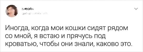 Подборка забавных твитов о домашних питомцах