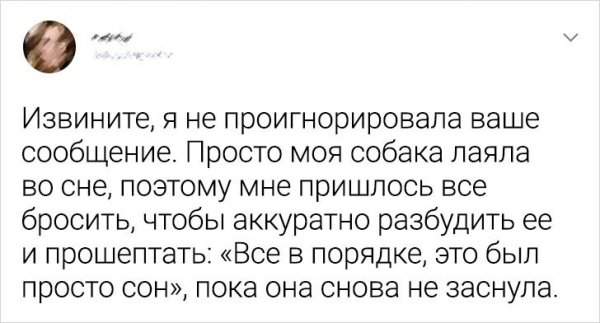 Подборка забавных твитов о домашних питомцах