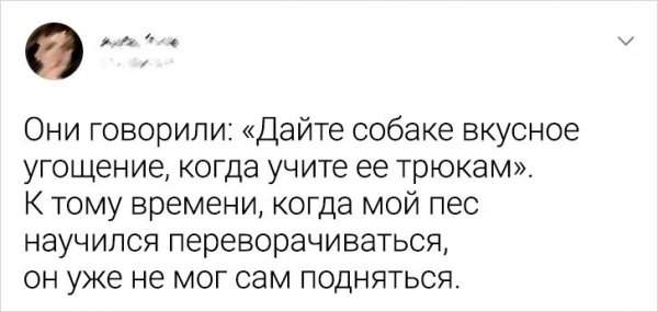 Подборка забавных твитов о домашних питомцах