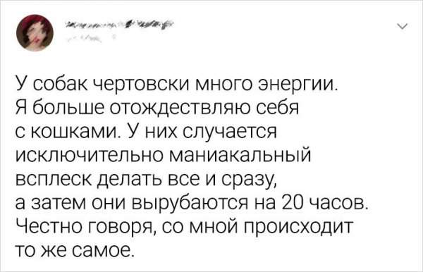 Подборка забавных твитов о домашних питомцах