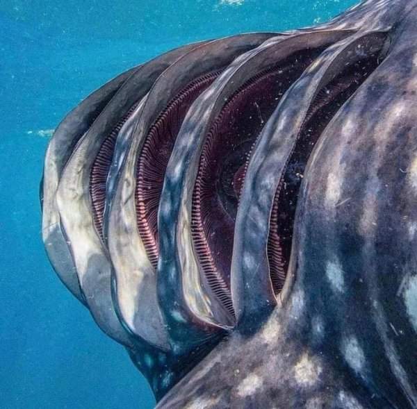 Мощные жабры китовой акулы