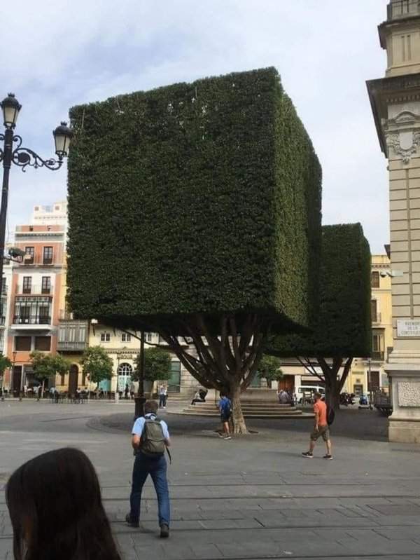 В Севилье можно увидеть необычные деревья, которые напоминают предметы из игры Minecraft