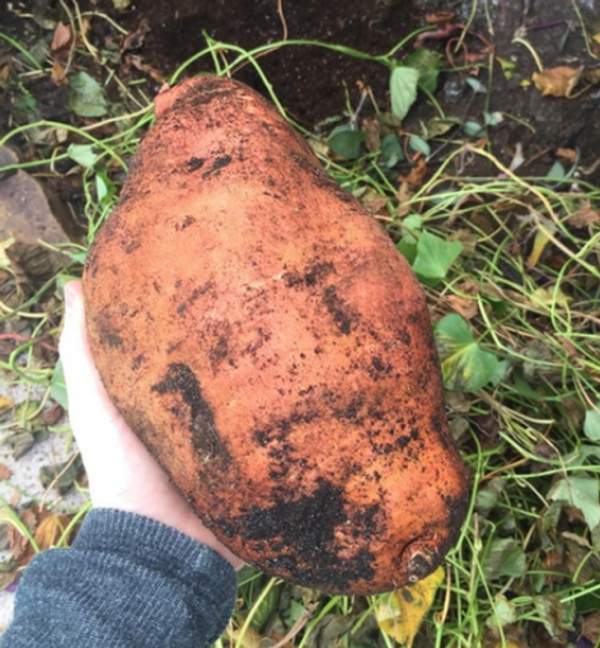 &quot;Такая картошка выросла на нашем огороде!&quot;