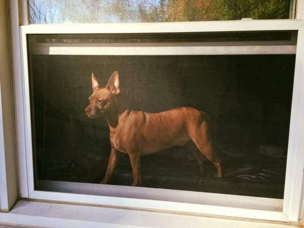 Сфотографировал собаку в окне так, что получилась старинная картина