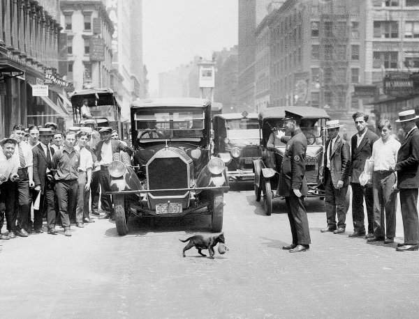 Полицейский останавливает движение, чтобы кошка могла перенести своих котят, Нью-Йорк, 1925 год