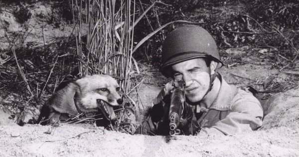Рядовой морской пехоты США Гарри Вебер на учениях со своим домашним лисом Расти, 1943 год