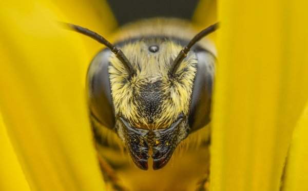 Пчела, дремлющая в цветке