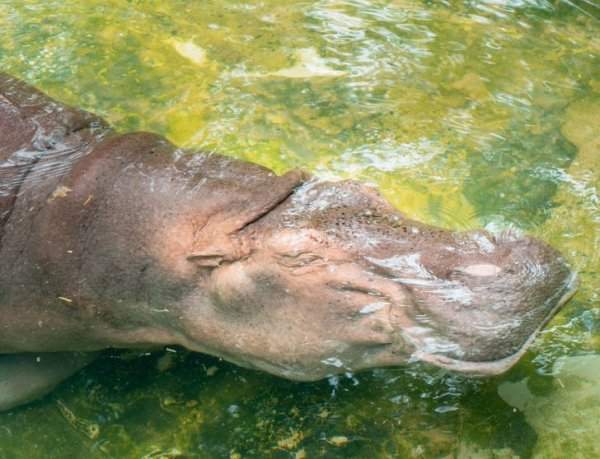 Бегемоты могут спать под водой. Они бессознательно поднимаются к поверхности, чтобы набрать воздуха, и снова погружаются