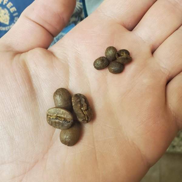 Разница в размере кофейных зёрен разных сортов (Пакамара и Пиберри)