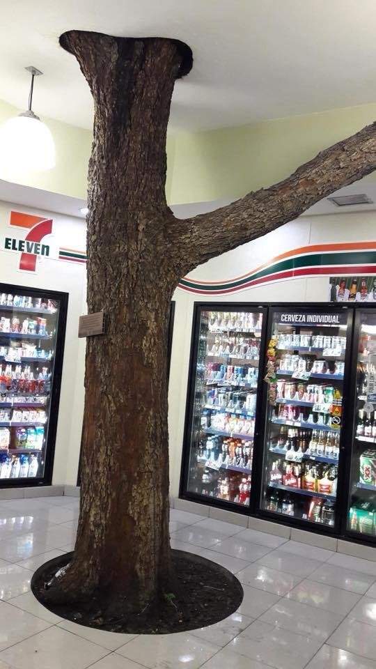 В мексиканском магазине оставили дерево прямо в торговом зале