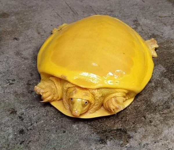 В Индии была найдена жёлтая черепаха