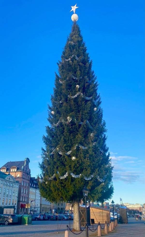 В Стокгольме одна из самых высоких новогодних елок в мире. Ее высота — 35 м