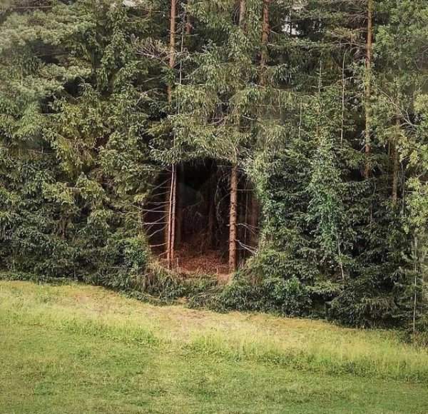 Портал в лес