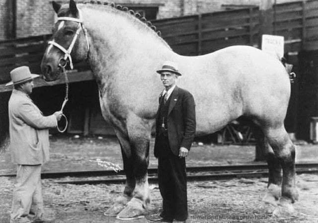 Бруклин Суприм – самая большая лошадь в истории, 1930 год.