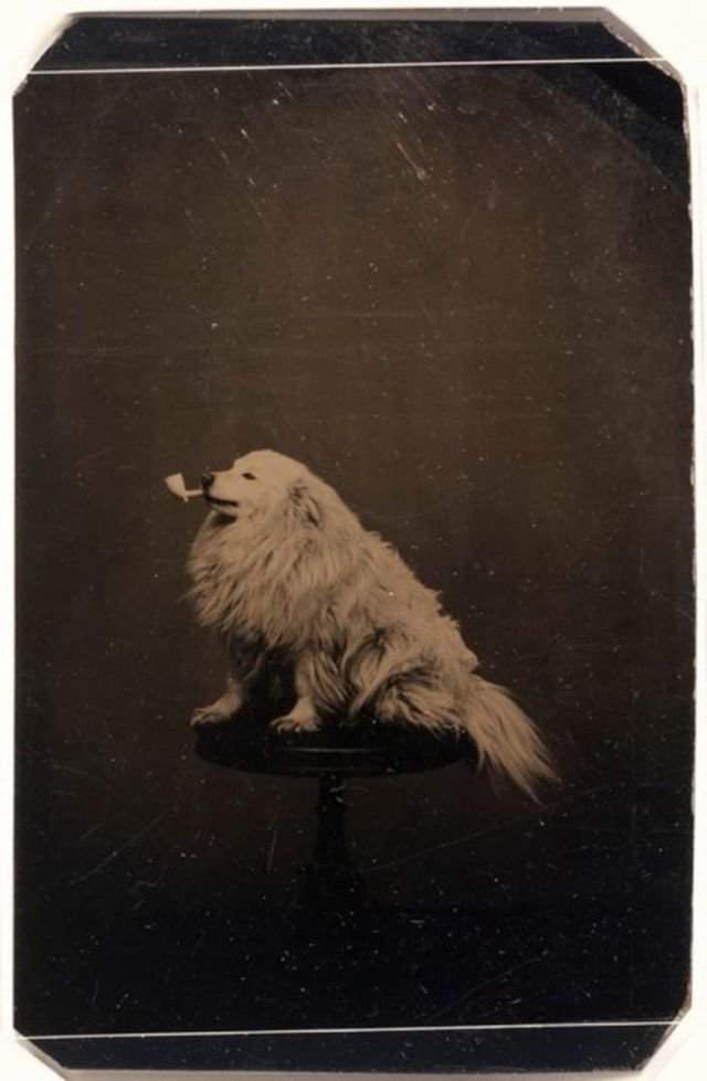Забавные и дурацкие фотографии с животными стали делать еще в 1875 году.