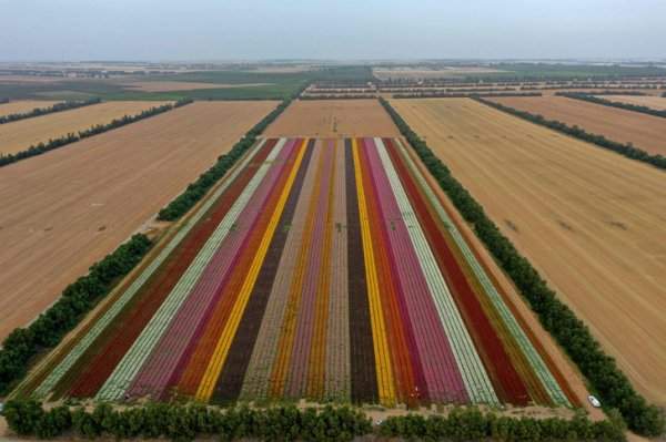 Цветочные поля есть не только в Нидерландах, но и в Израиле