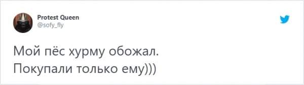 &quot;Кто в доме хозяин?&quot;: забавный тред в Твиттере о домашних питомцах