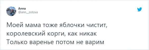 &quot;Кто в доме хозяин?&quot;: забавный тред в Твиттере о домашних питомцах