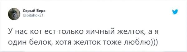 &quot;Кто в доме хозяин?&quot;: забавный тред в Твиттере о домашних питомцах