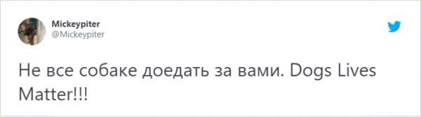 &quot;Кто в доме хозяин?&quot;: забавный тред в Твиттере о домашних питомцах